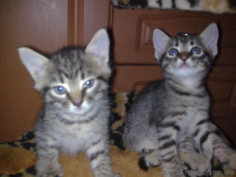 Подарю котяток!) - <ro>Изображение</ro><ru>Изображение</ru> #3, <ru>Объявление</ru> #342266