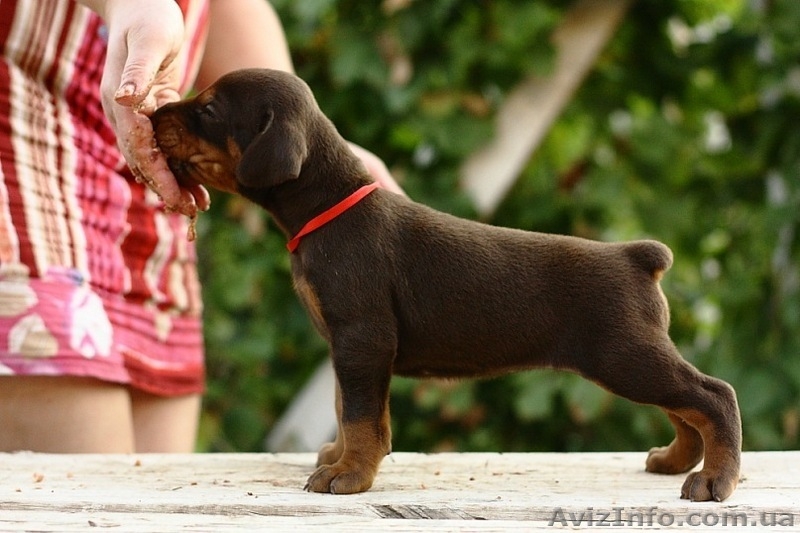 Щенки добермана!!! - <ro>Изображение</ro><ru>Изображение</ru> #5, <ru>Объявление</ru> #349069