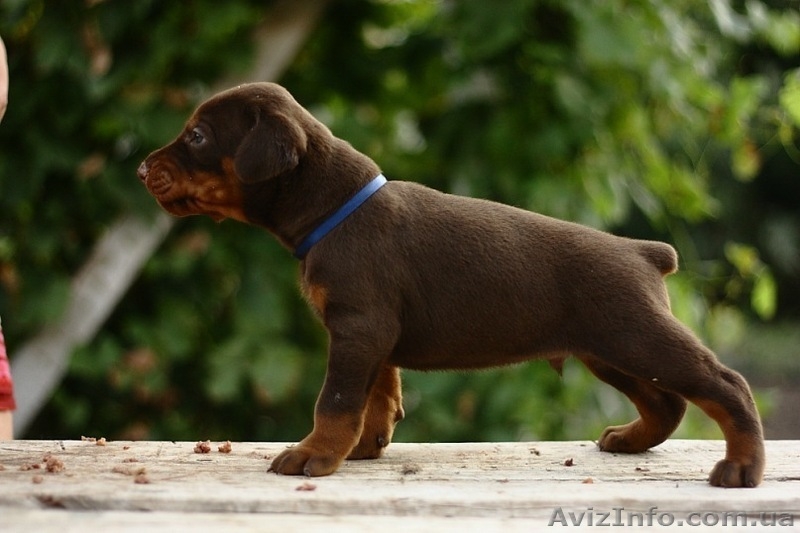 Щенки добермана!!! - <ro>Изображение</ro><ru>Изображение</ru> #3, <ru>Объявление</ru> #349069