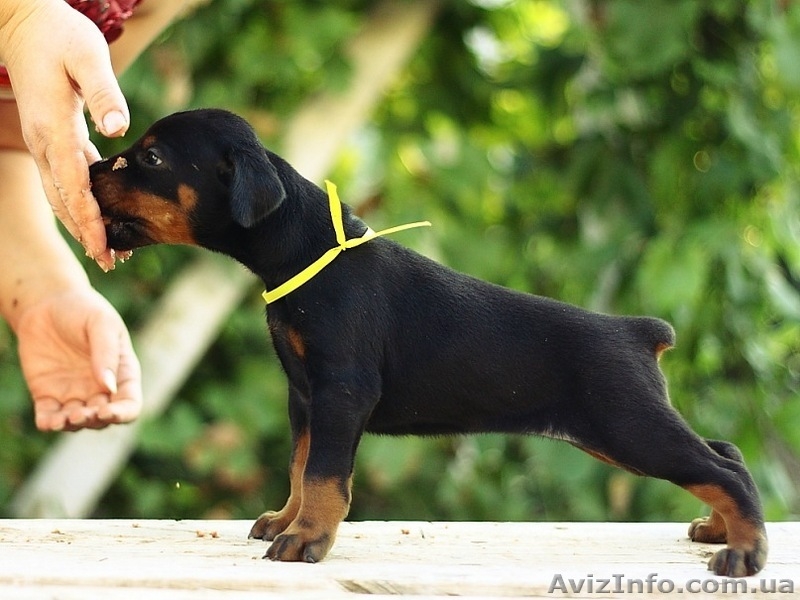 Щенки добермана!!! - <ro>Изображение</ro><ru>Изображение</ru> #4, <ru>Объявление</ru> #349069