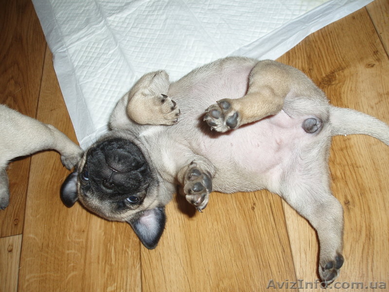 Мопсы - толстопопики - <ro>Изображение</ro><ru>Изображение</ru> #6, <ru>Объявление</ru> #387510