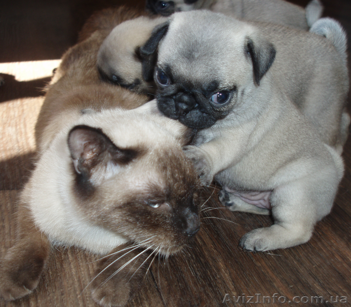 Мопсы - толстопопики - <ro>Изображение</ro><ru>Изображение</ru> #5, <ru>Объявление</ru> #387510