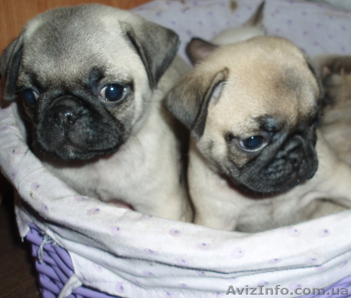 Мопсы - толстопопики - <ro>Изображение</ro><ru>Изображение</ru> #3, <ru>Объявление</ru> #387510