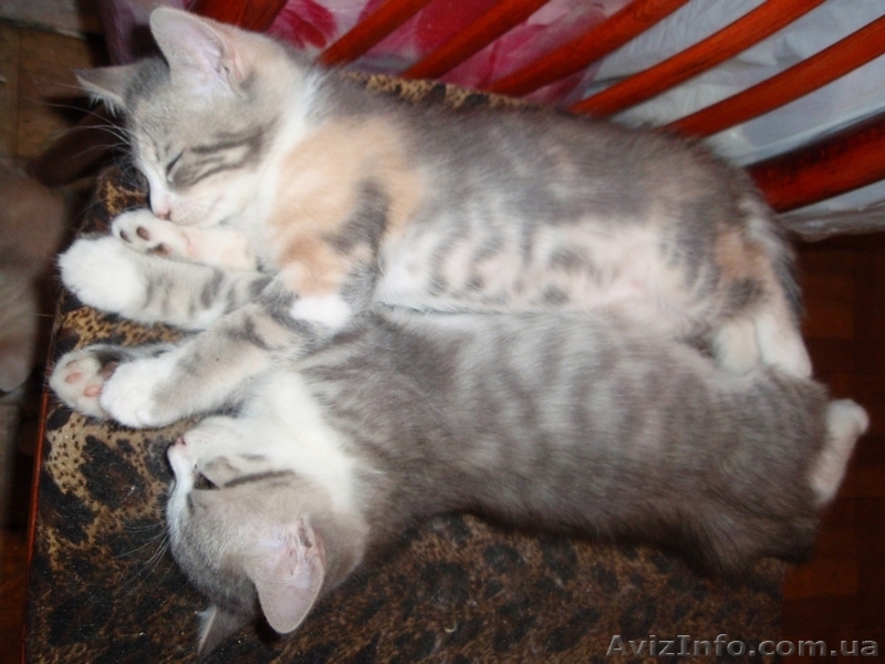 Подарю очаровательных котят - <ro>Изображение</ro><ru>Изображение</ru> #4, <ru>Объявление</ru> #378187