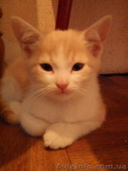 Подарю очаровательных котят - <ro>Изображение</ro><ru>Изображение</ru> #5, <ru>Объявление</ru> #378187