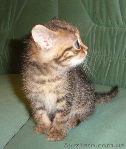 Подарю - отдам котят - <ro>Изображение</ro><ru>Изображение</ru> #3, <ru>Объявление</ru> #374845