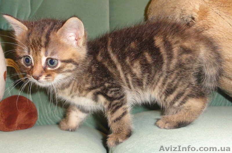 Подарю - отдам котят - <ro>Изображение</ro><ru>Изображение</ru> #5, <ru>Объявление</ru> #374845