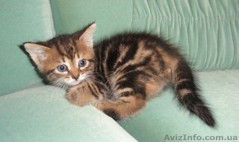 Подарю - отдам котят - <ro>Изображение</ro><ru>Изображение</ru> #6, <ru>Объявление</ru> #374845