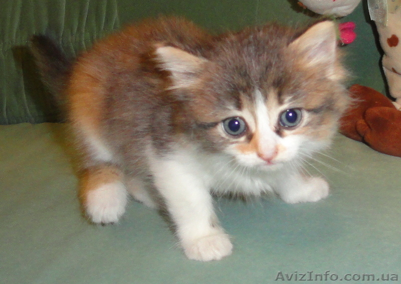 Подарю - отдам котят - <ro>Изображение</ro><ru>Изображение</ru> #7, <ru>Объявление</ru> #374845