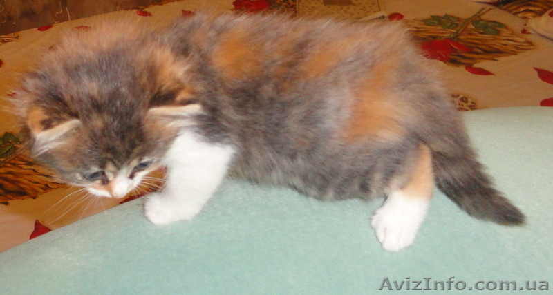 Подарю - отдам котят - <ro>Изображение</ro><ru>Изображение</ru> #8, <ru>Объявление</ru> #374845