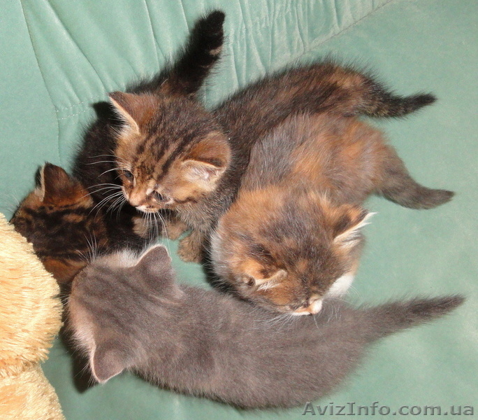 Подарю - отдам котят - <ro>Изображение</ro><ru>Изображение</ru> #9, <ru>Объявление</ru> #374845