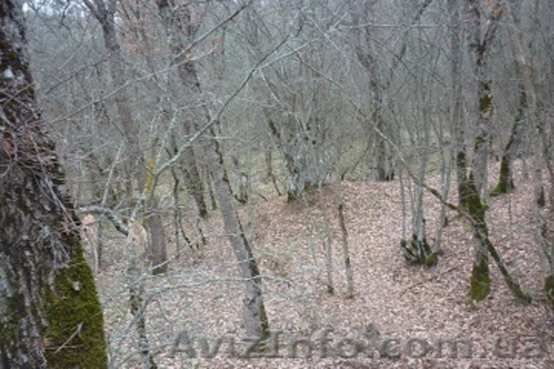 Крым, земля в горном Крыму  - <ro>Изображение</ro><ru>Изображение</ru> #5, <ru>Объявление</ru> #377424