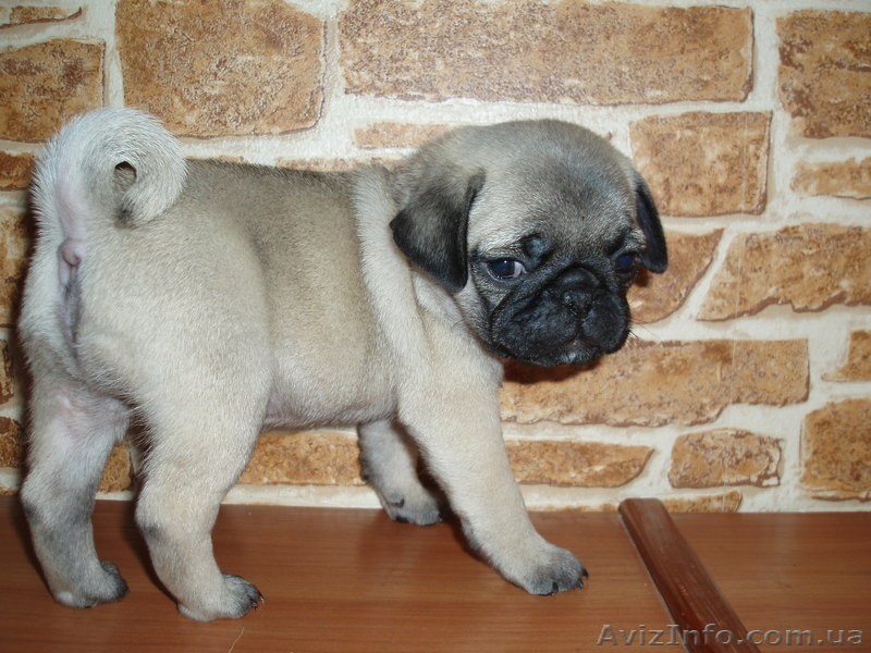 Мопсы - толстопопики - <ro>Изображение</ro><ru>Изображение</ru> #7, <ru>Объявление</ru> #387510