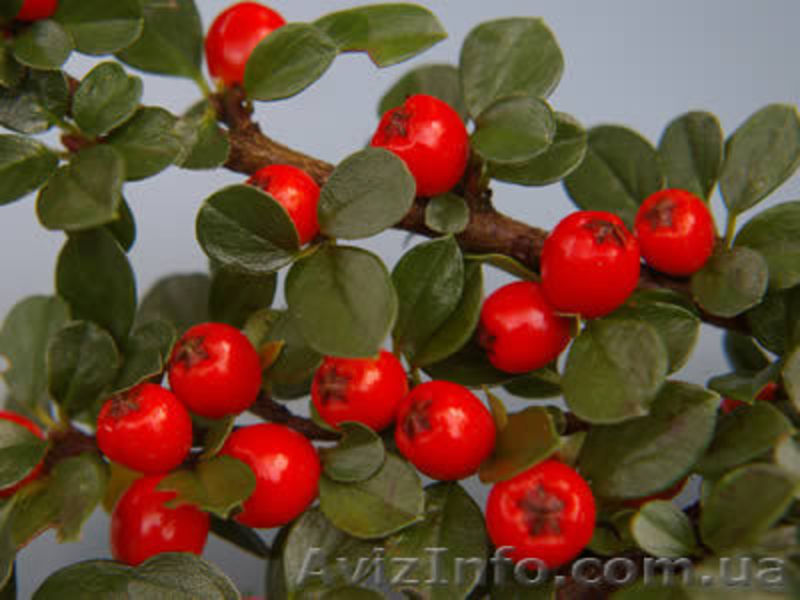 продам цветы садовые недорого - <ro>Изображение</ro><ru>Изображение</ru> #5, <ru>Объявление</ru> #405031