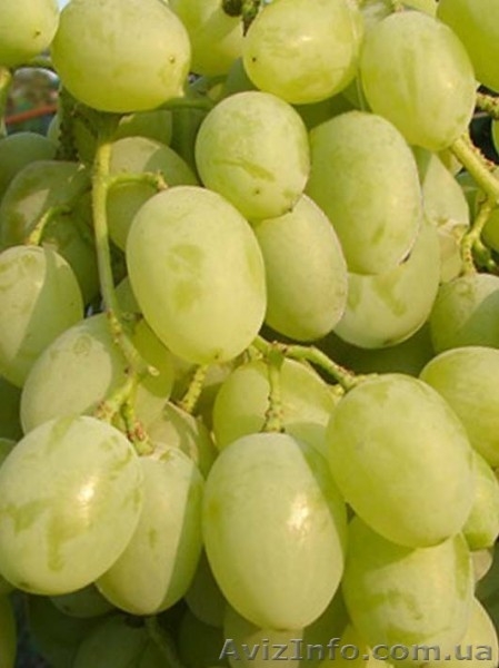 Продам привитые саженцы - <ro>Изображение</ro><ru>Изображение</ru> #3, <ru>Объявление</ru> #424367