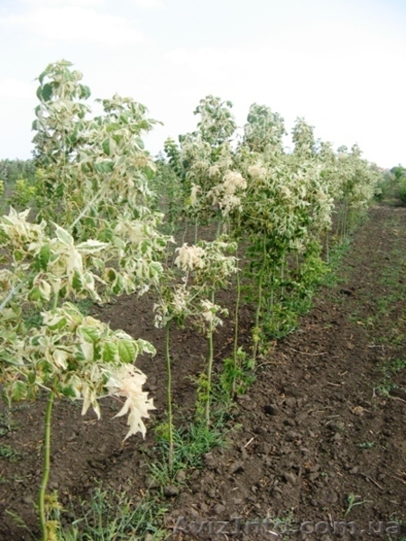 Саженцы декоративных деревьев от "Садпроект" - <ro>Изображение</ro><ru>Изображение</ru> #3, <ru>Объявление</ru> #414757