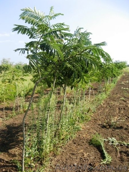 Посади дерево! саженцы декоративных деревьев от "Садпроект" - <ro>Изображение</ro><ru>Изображение</ru> #3, <ru>Объявление</ru> #414745