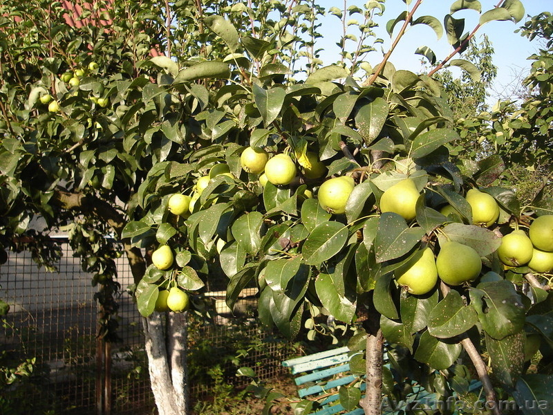 Продам дачу"Тилигульский-7! - <ro>Изображение</ro><ru>Изображение</ru> #3, <ru>Объявление</ru> #405463