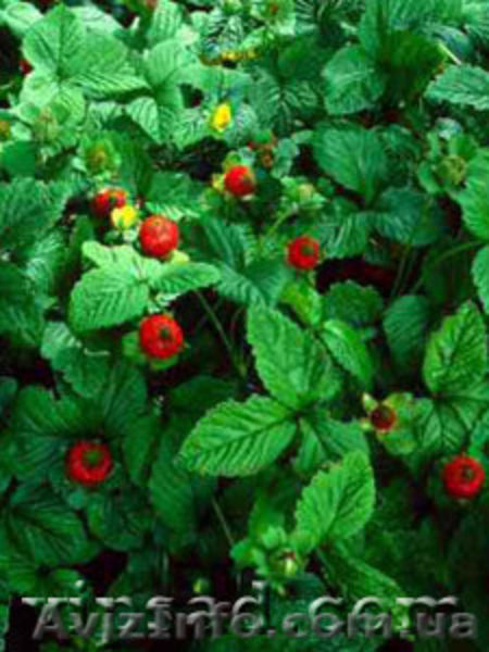 продам цветы садовые недорого - <ro>Изображение</ro><ru>Изображение</ru> #6, <ru>Объявление</ru> #405031