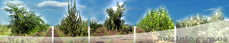 Гинкго Билоба двулопастный от «Садпроект» - <ro>Изображение</ro><ru>Изображение</ru> #4, <ru>Объявление</ru> #414739