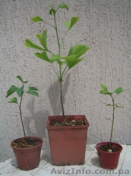 Гинкго Билоба двулопастный от «Садпроект» - <ro>Изображение</ro><ru>Изображение</ru> #3, <ru>Объявление</ru> #414739