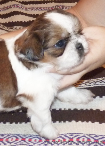 Ши-тцу, щенки, порода Китайских Императоров  - <ro>Изображение</ro><ru>Изображение</ru> #3, <ru>Объявление</ru> #399611