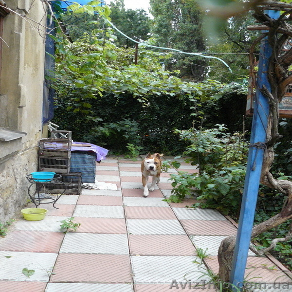 Продам квартиру в Бисквитном переулке - <ro>Изображение</ro><ru>Изображение</ru> #6, <ru>Объявление</ru> #407858