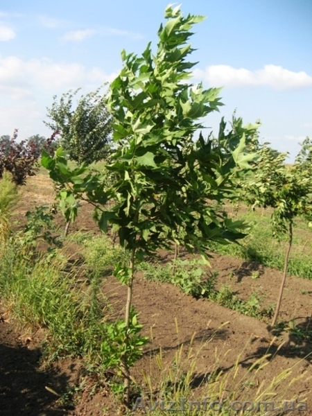Посади дерево! саженцы декоративных деревьев от "Садпроект" - <ro>Изображение</ro><ru>Изображение</ru> #4, <ru>Объявление</ru> #414745