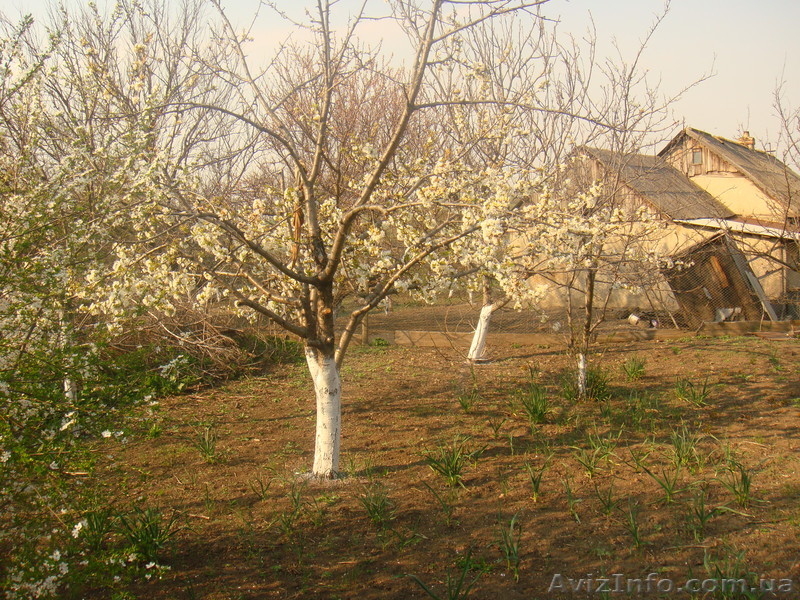 Продам Дом с.Каменка Беляевский р-н - <ro>Изображение</ro><ru>Изображение</ru> #4, <ru>Объявление</ru> #410289