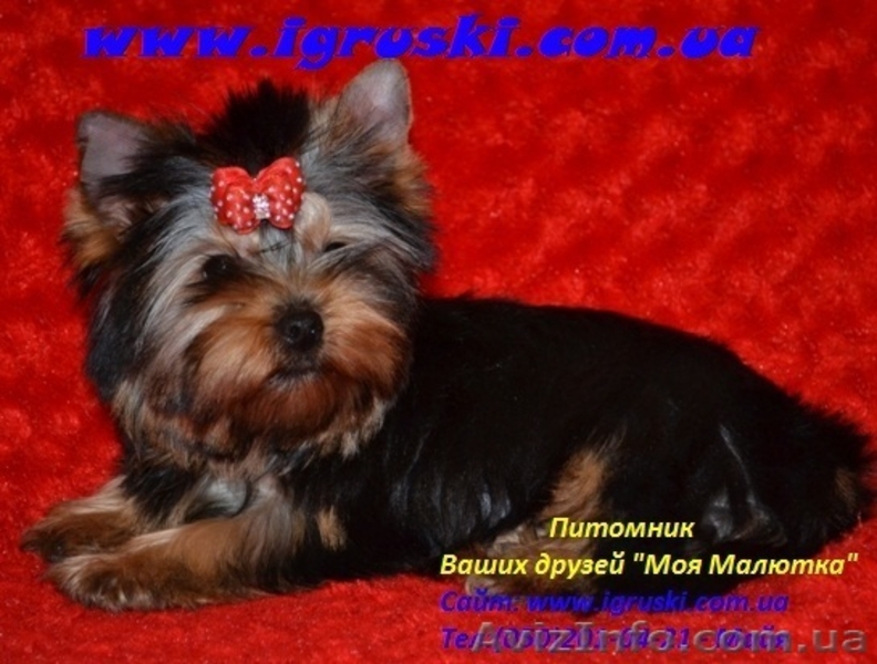 Щенки йоркширского терьера шоу класса! - <ro>Изображение</ro><ru>Изображение</ru> #3, <ru>Объявление</ru> #456106