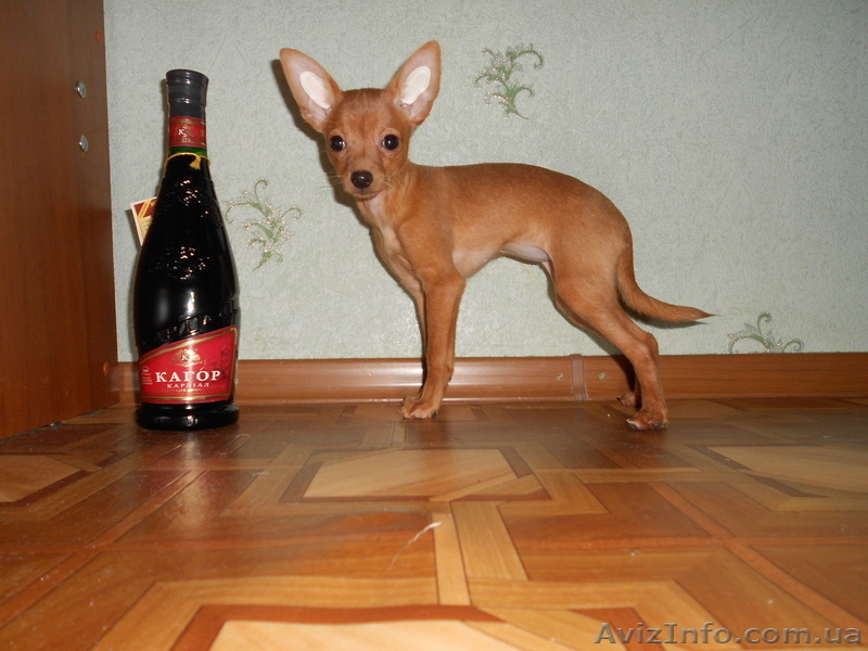 Маленькие собачки с большим сердцем!!! - <ro>Изображение</ro><ru>Изображение</ru> #3, <ru>Объявление</ru> #438889