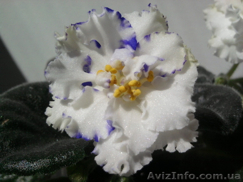 Сортовые фиалки-сенполии - <ro>Изображение</ro><ru>Изображение</ru> #4, <ru>Объявление</ru> #448574