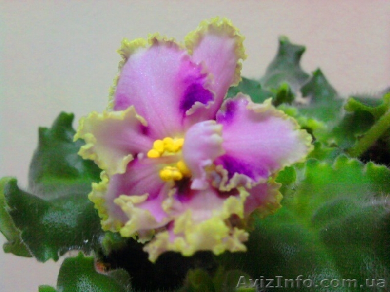 Сортовые фиалки-сенполии - <ro>Изображение</ro><ru>Изображение</ru> #7, <ru>Объявление</ru> #448574