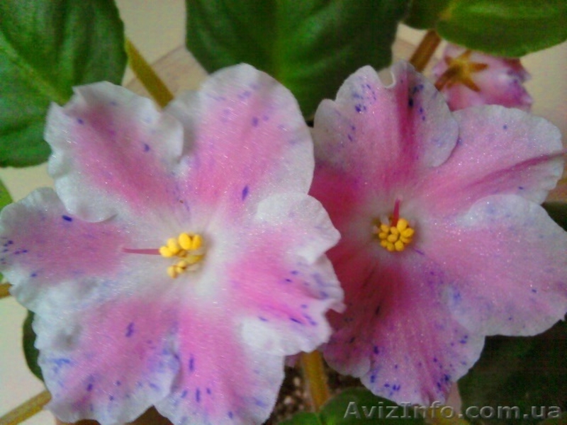 Сортовые фиалки-сенполии - <ro>Изображение</ro><ru>Изображение</ru> #8, <ru>Объявление</ru> #448574