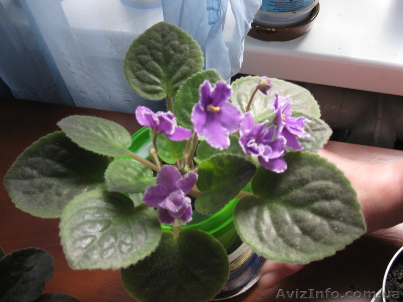 Фиалки (ярко цветущие, заботливо выращенные) - <ro>Изображение</ro><ru>Изображение</ru> #3, <ru>Объявление</ru> #442619