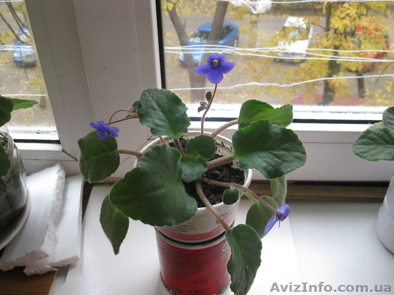 Фиалки (ярко цветущие, заботливо выращенные) - <ro>Изображение</ro><ru>Изображение</ru> #4, <ru>Объявление</ru> #442619