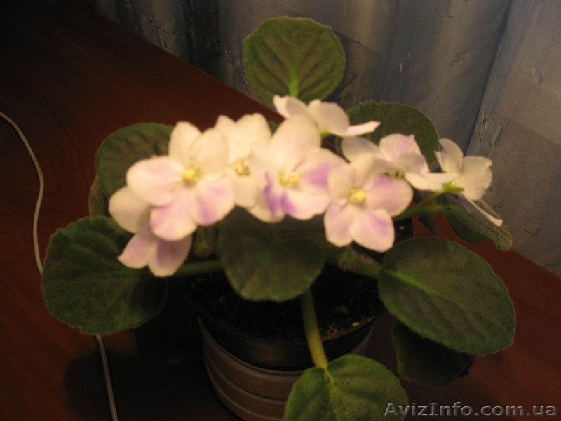 Фиалки (ярко цветущие, заботливо выращенные) - <ro>Изображение</ro><ru>Изображение</ru> #5, <ru>Объявление</ru> #442619