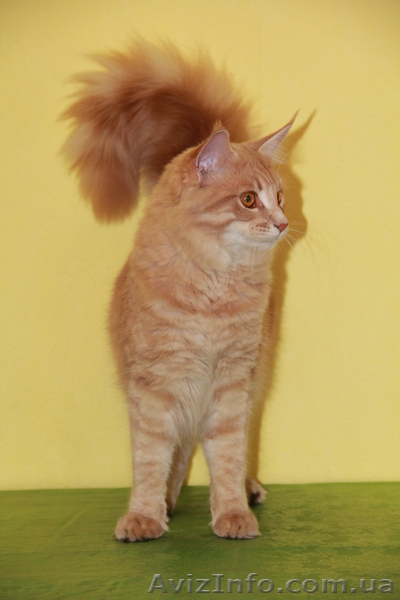 Котята мейн кун - различных окрасов. - <ro>Изображение</ro><ru>Изображение</ru> #5, <ru>Объявление</ru> #351977