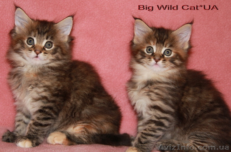 Котята мейн кун - различных окрасов. - <ro>Изображение</ro><ru>Изображение</ru> #4, <ru>Объявление</ru> #351977