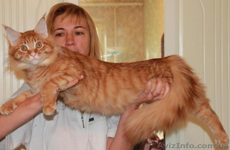 Котята мейн кун - различных окрасов. - <ro>Изображение</ro><ru>Изображение</ru> #3, <ru>Объявление</ru> #351977