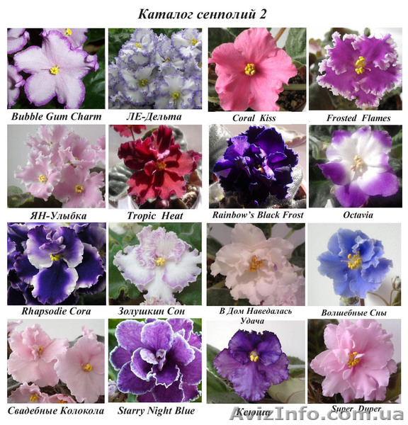 Сортовые фиалки-сенполии - <ro>Изображение</ro><ru>Изображение</ru> #5, <ru>Объявление</ru> #448574