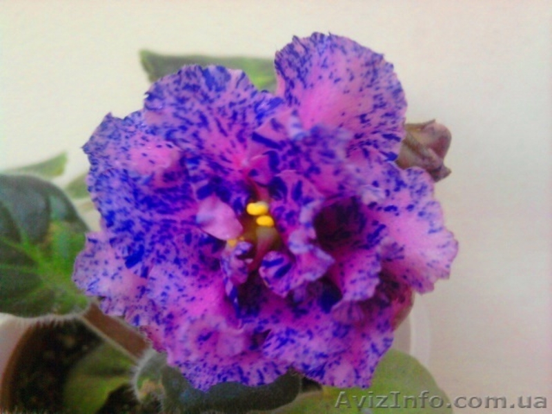 Сортовые фиалки-сенполии - <ro>Изображение</ro><ru>Изображение</ru> #3, <ru>Объявление</ru> #448574