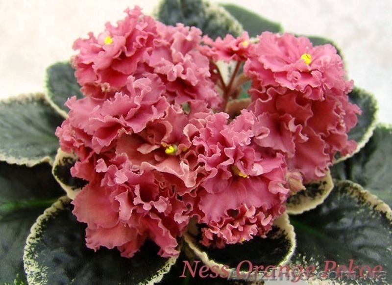 Сортовые фиалки-сенполии - <ro>Изображение</ro><ru>Изображение</ru> #6, <ru>Объявление</ru> #448574