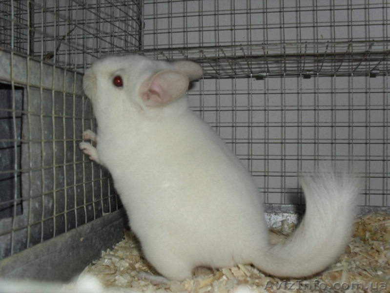 Продам шиншилл, семьи 4+1, 2+1 - <ro>Изображение</ro><ru>Изображение</ru> #3, <ru>Объявление</ru> #430617