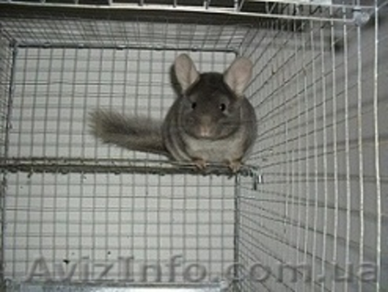 Продам шиншилл, семьи 4+1, 2+1 - <ro>Изображение</ro><ru>Изображение</ru> #4, <ru>Объявление</ru> #430617