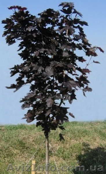 Саженцы клёна: леопольди, фламинго, одессанум, друммонди, Кримсон Кинг - <ro>Изображение</ro><ru>Изображение</ru> #3, <ru>Объявление</ru> #457066