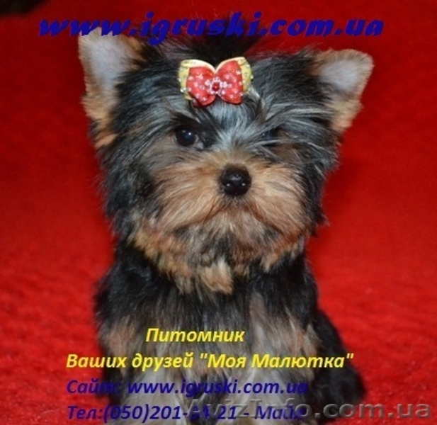 Щеночки йоркширского терьера. - <ro>Изображение</ro><ru>Изображение</ru> #3, <ru>Объявление</ru> #468148
