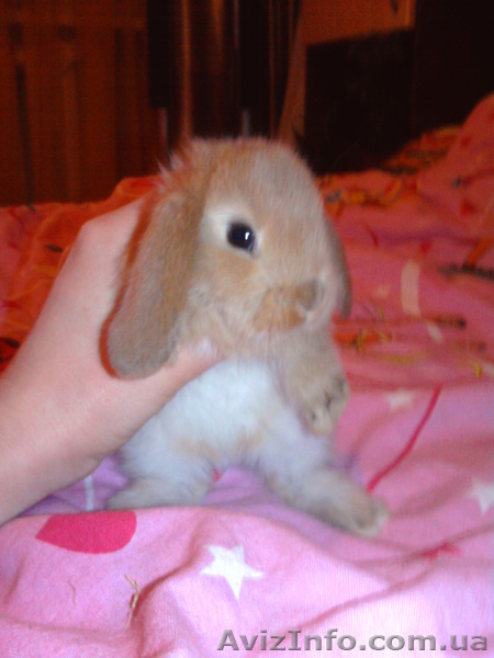 ***Декоративные вислоухие крольчата*** - <ro>Изображение</ro><ru>Изображение</ru> #3, <ru>Объявление</ru> #442550