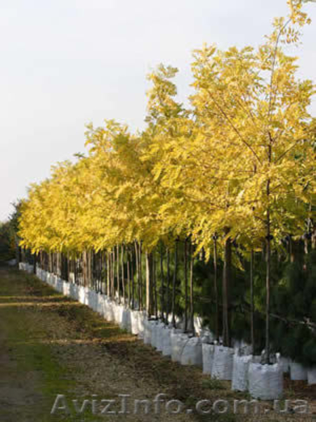 Саженцы акации: «Фризия», лиловая, спиральная Тортуоза, ленкоранская, Софора  - <ro>Изображение</ro><ru>Изображение</ru> #4, <ru>Объявление</ru> #457057