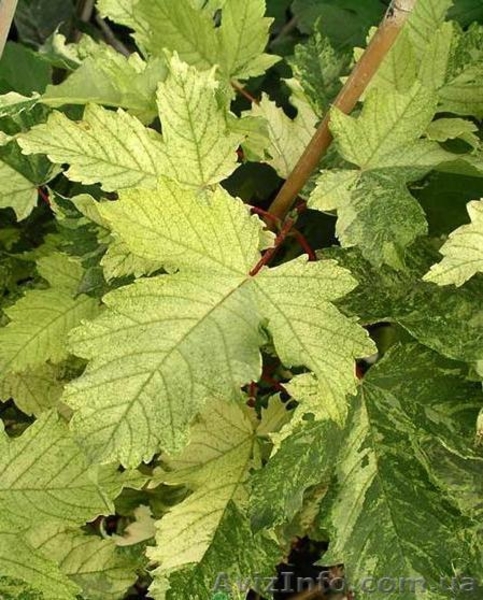 Саженцы клёна: леопольди, фламинго, одессанум, друммонди, Кримсон Кинг - <ro>Изображение</ro><ru>Изображение</ru> #4, <ru>Объявление</ru> #457066